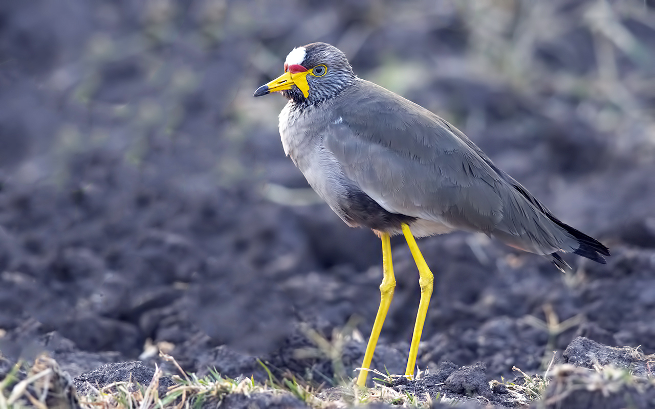 Wattled Lapwing
